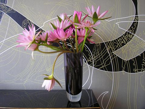 Seerosen Schnittblumen